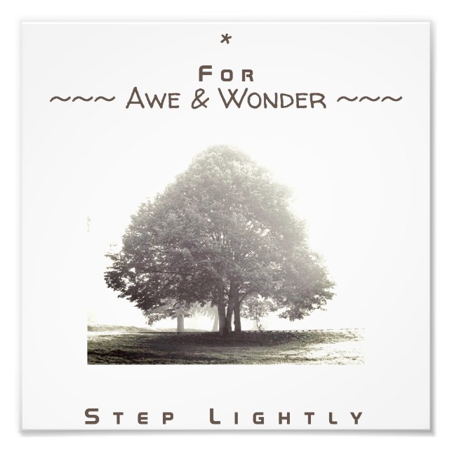 Foto Un árbol en Poster de niebla con cualquier texto (Frente)