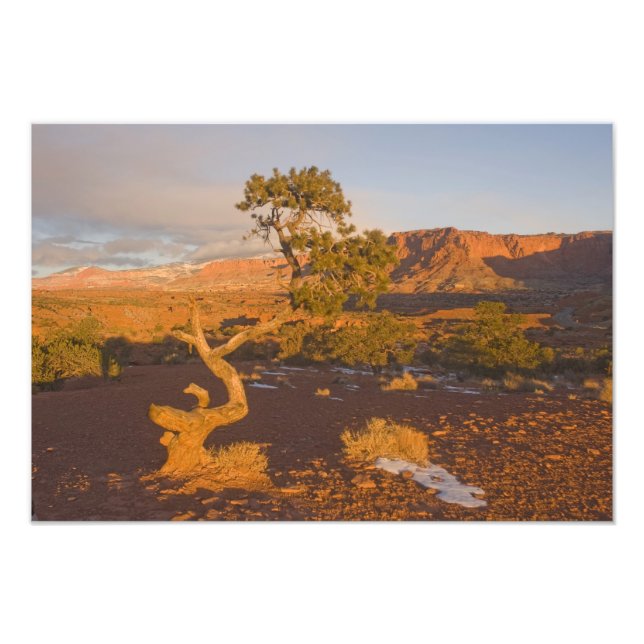 Foto Un árbol Utah Juniper Juniperus osteosperma) en (Frente)