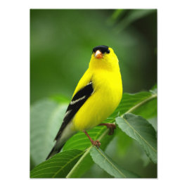 Foto Un asombroso Goldfinch americano