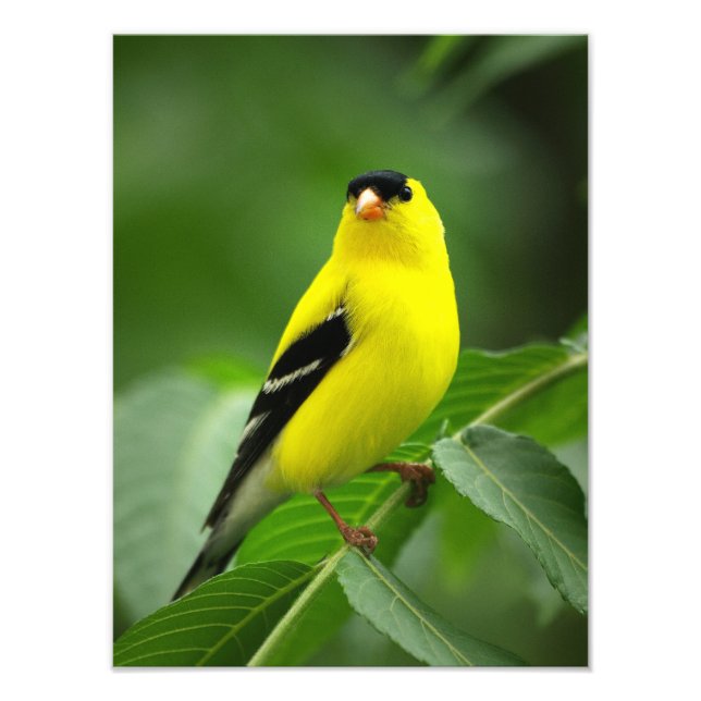 Foto Un asombroso Goldfinch americano (Frente)