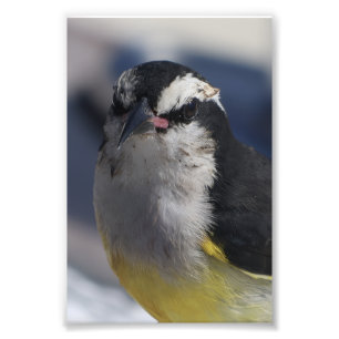 Foto Un Bananaquit ~ Sí, lo estoy, mirándote.  