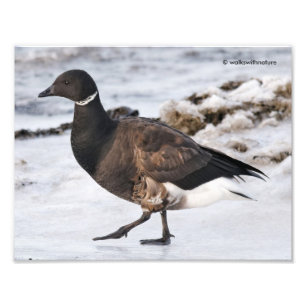 Foto Un Brant Goosesteppin'