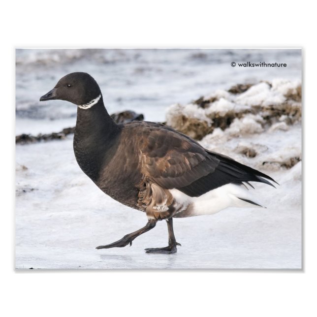 Foto Un Brant Goosesteppin' (Frente)