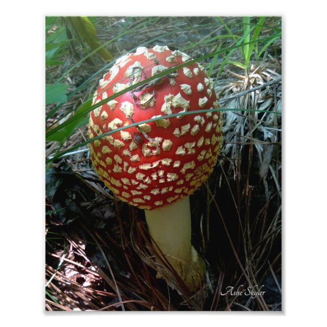 Foto Un caracol explorando un hongo rojo Amanita Muscar (Frente)