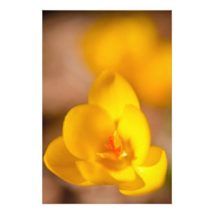 Foto Un crocus amarillo florece en Portsmouth, Nuevo