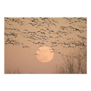 Foto Un grupo de gansos nivales migratorios, Grus