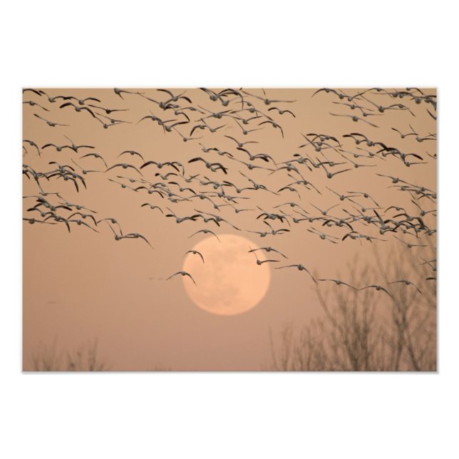 Foto Un grupo de gansos nivales migratorios, Grus (Frente)