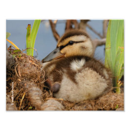 Foto Un lindo y precocioso Duckling Mallard