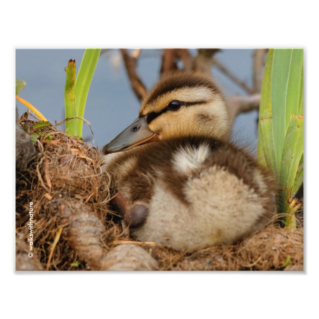 Foto Un lindo y precocioso Duckling Mallard (Frente)