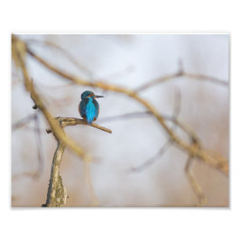 Foto Un martin-pêcheur posé sur sa branche