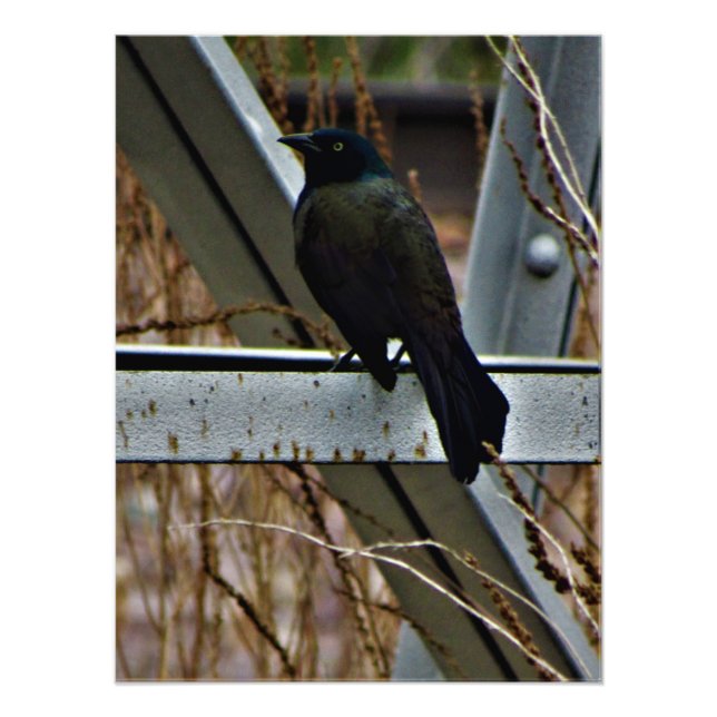 Foto "Un mensajero de la esperanza" (Frente)