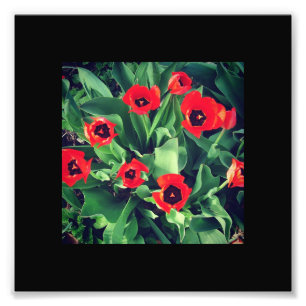 Foto Un montón de tulipanes rojos