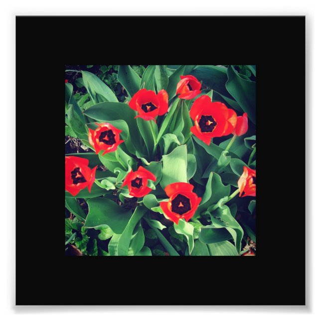 Foto Un montón de tulipanes rojos (Frente)