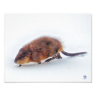 Foto Un muskrat pasea en la orilla del lago Higgins