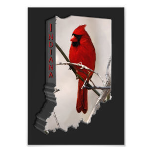 Foto Un pájaro cardinal rojo en una rama en las madera