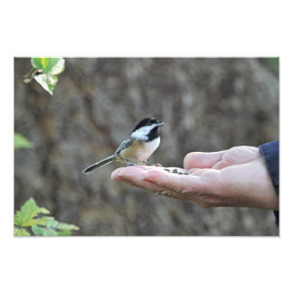 Foto Un pájaro en la mano