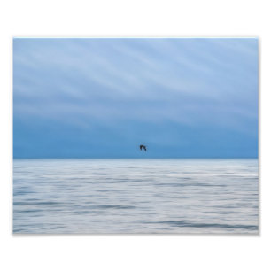 Foto Un pájaro solo sobre el mar brumoso Fotográfico