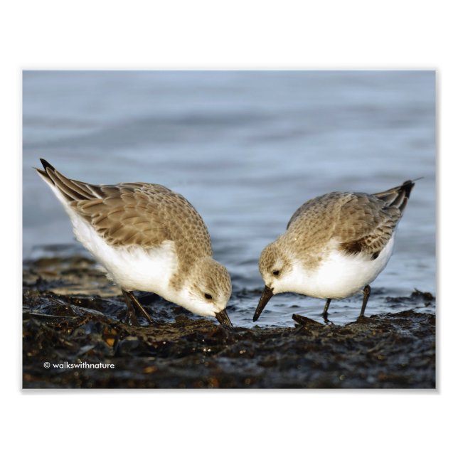 Foto Un par de albañiles de Sanderlings comparte una co (Frente)