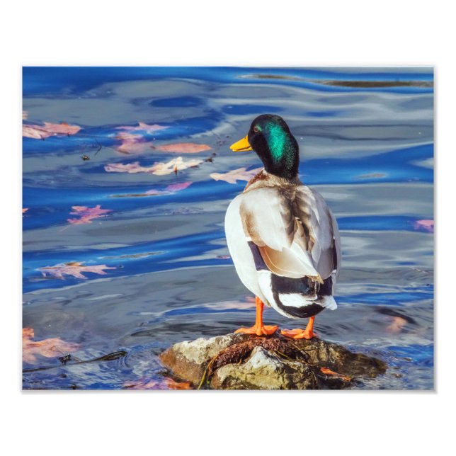 Foto Un pato representa un baño. (Frente)
