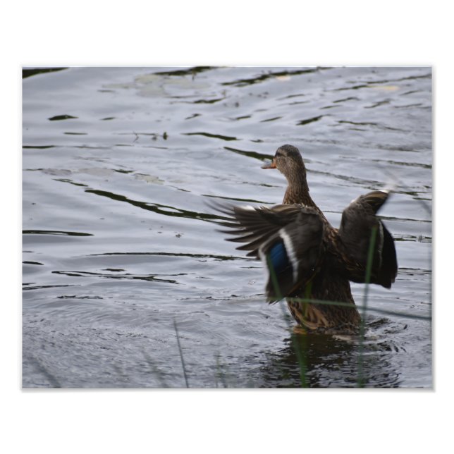 Foto Un pato silbón agitando sus alas. (Frente)