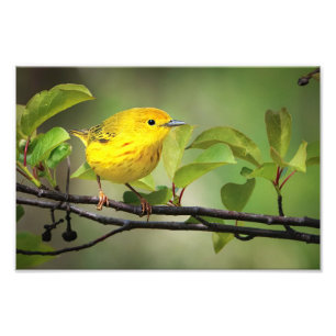 Foto Un pequeño amarillo