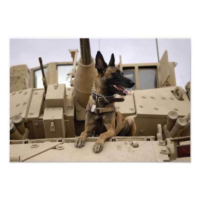 Foto Un perro de trabajo militar sentado en un M2A3 (Frente)