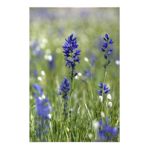Foto Un prado de montaña de flores silvestres que inclu