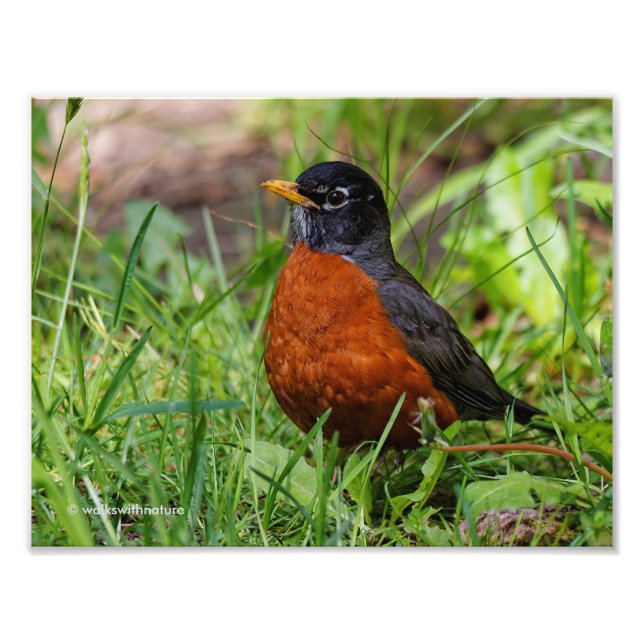 Foto Un Robin Americano Curioso (Frente)