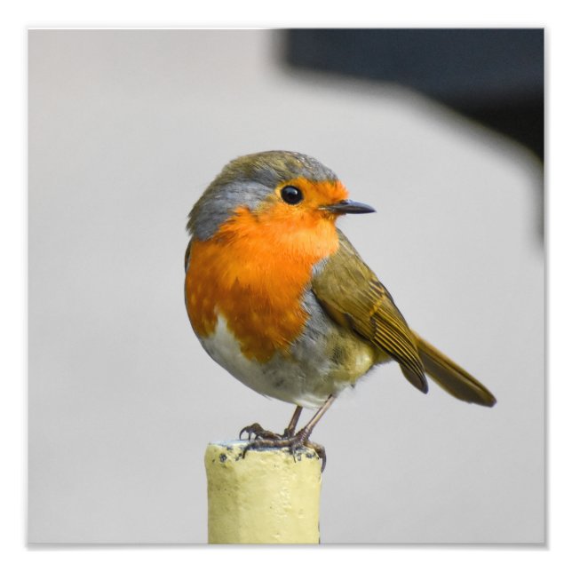 Foto Un Robin Muy Sorprendente (Frente)