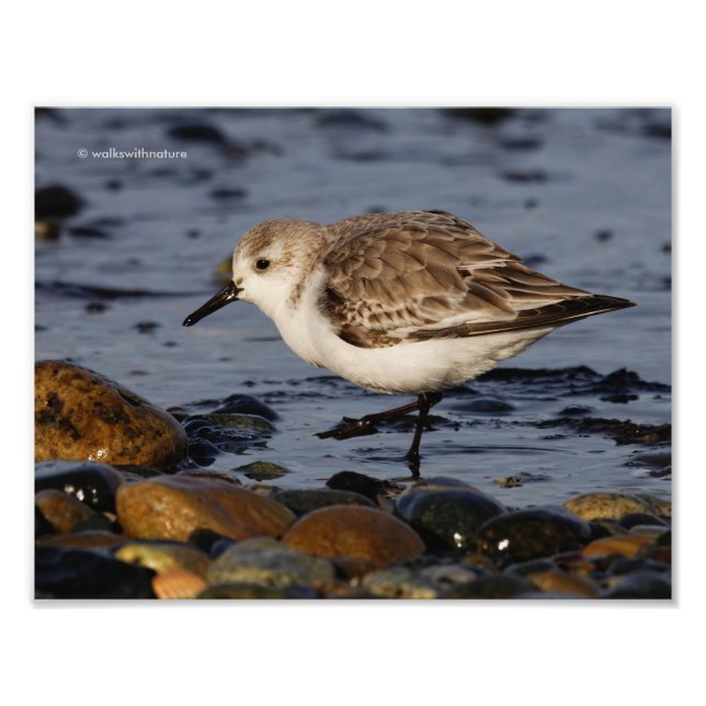Foto Un Sanderling (Frente)
