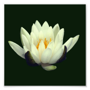 Foto Un solo Lotus Blossom 8x8