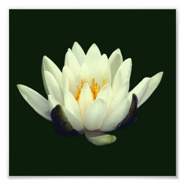 Foto Un solo Lotus Blossom 8x8 (Frente)