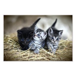 Foto Un trío de gatitos nesselados juntos