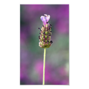 Foto Un trozo de lavanda