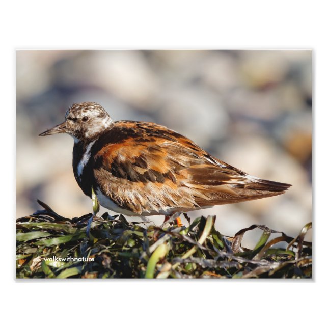 Foto Un Turnstone Ruddy Showstop (Frente)