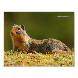 Foto Una ardilla de tierra colombiana de nariz respinga