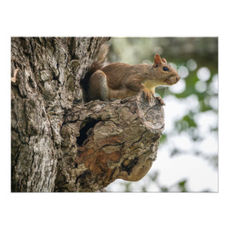 Foto Una ardilla posada en la perilla de un árbol.