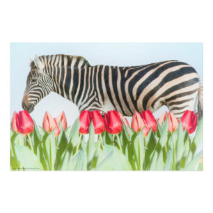 Foto Una cebra entre los tulipanes