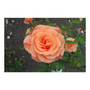 Foto Una Flor Naranja