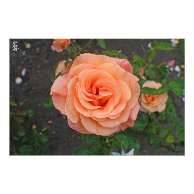 Foto Una Flor Naranja (Frente)