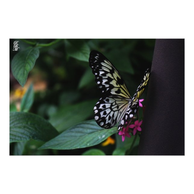 Foto Una mariposa amarilla en flores rosas (Frente)