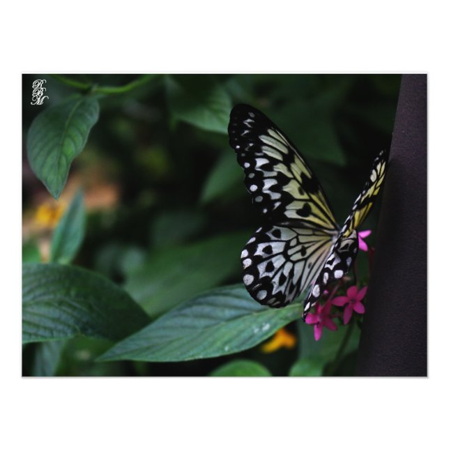 Foto Una mariposa amarilla sobre flores rosadas (Frente)