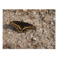 Una mariposa de cola negra