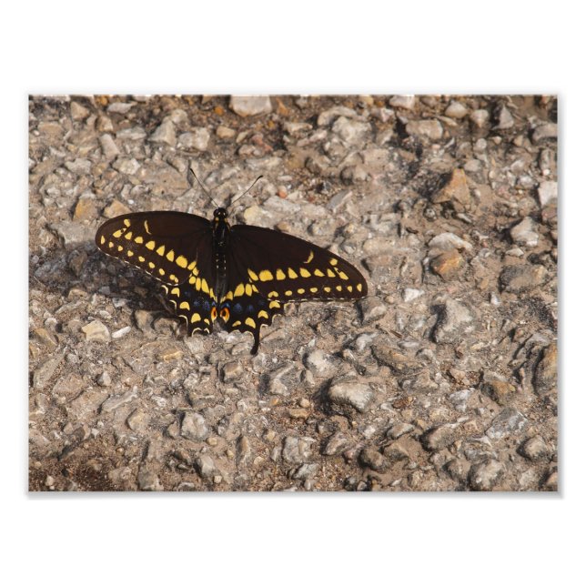 Foto Una mariposa de cola negra (Frente)