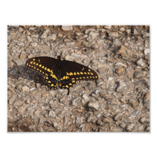 Foto Una mariposa negra de Swallowtail