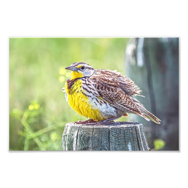 Foto Una Meadowlark Fluffy (Frente)