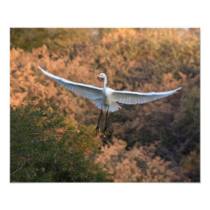 Foto Una mosca de Egret