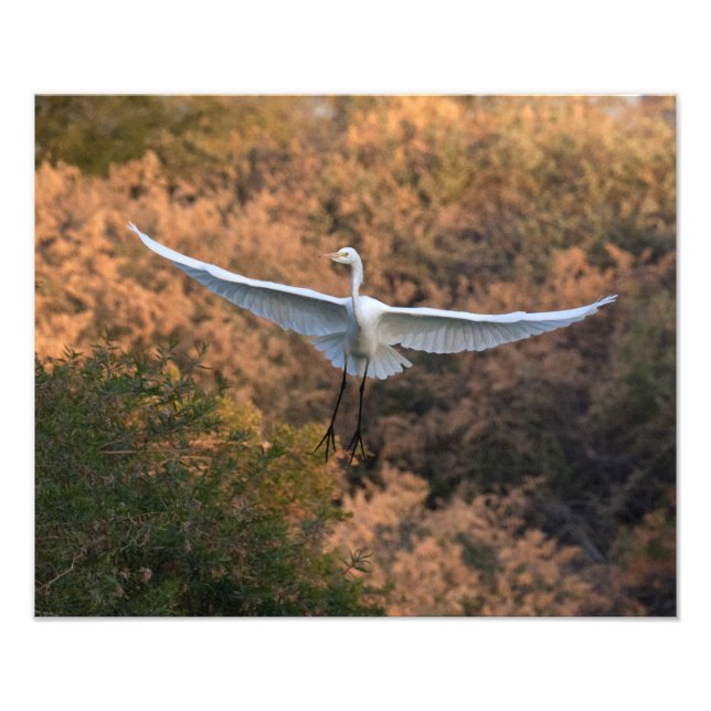 Foto Una mosca de Egret (Frente)