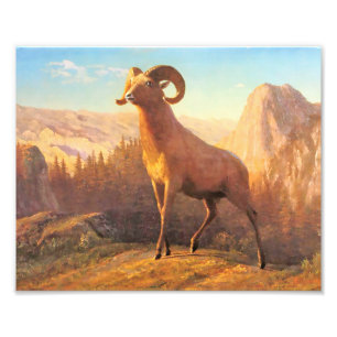 Foto Una oveja de las Montañas Rocosas por A. Bierstadt