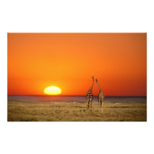 Foto Una pareja de jirafas camina hacia la puesta del s